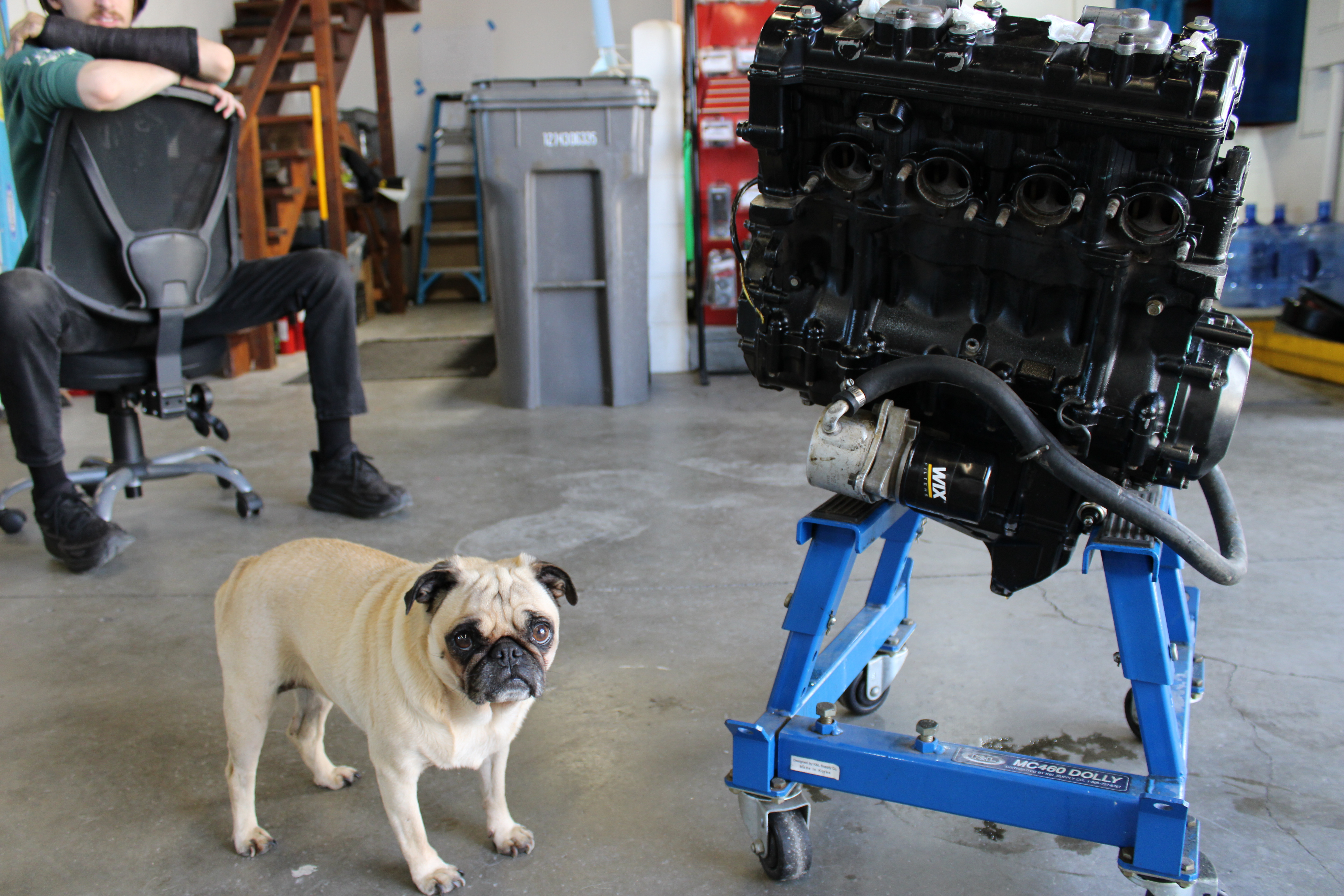 Gizmo the shop dog